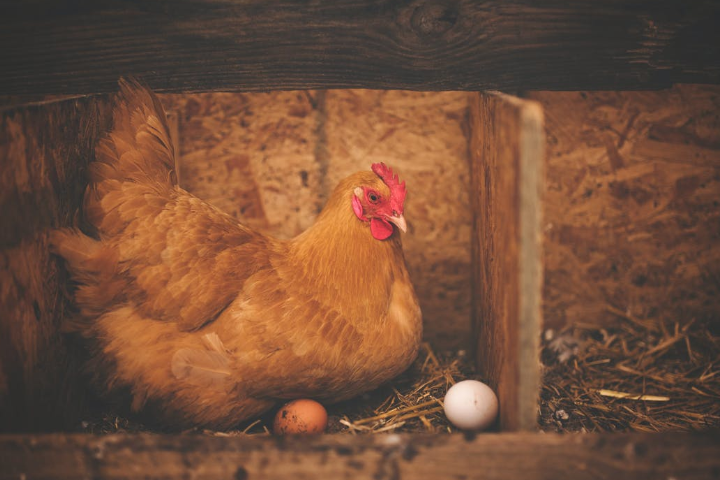 Modal Usaha Ayam Petelur, Analisa Lengkap, dan Kiat Sukses